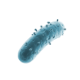 Bacterium