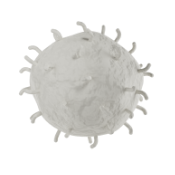 White Blood Cell